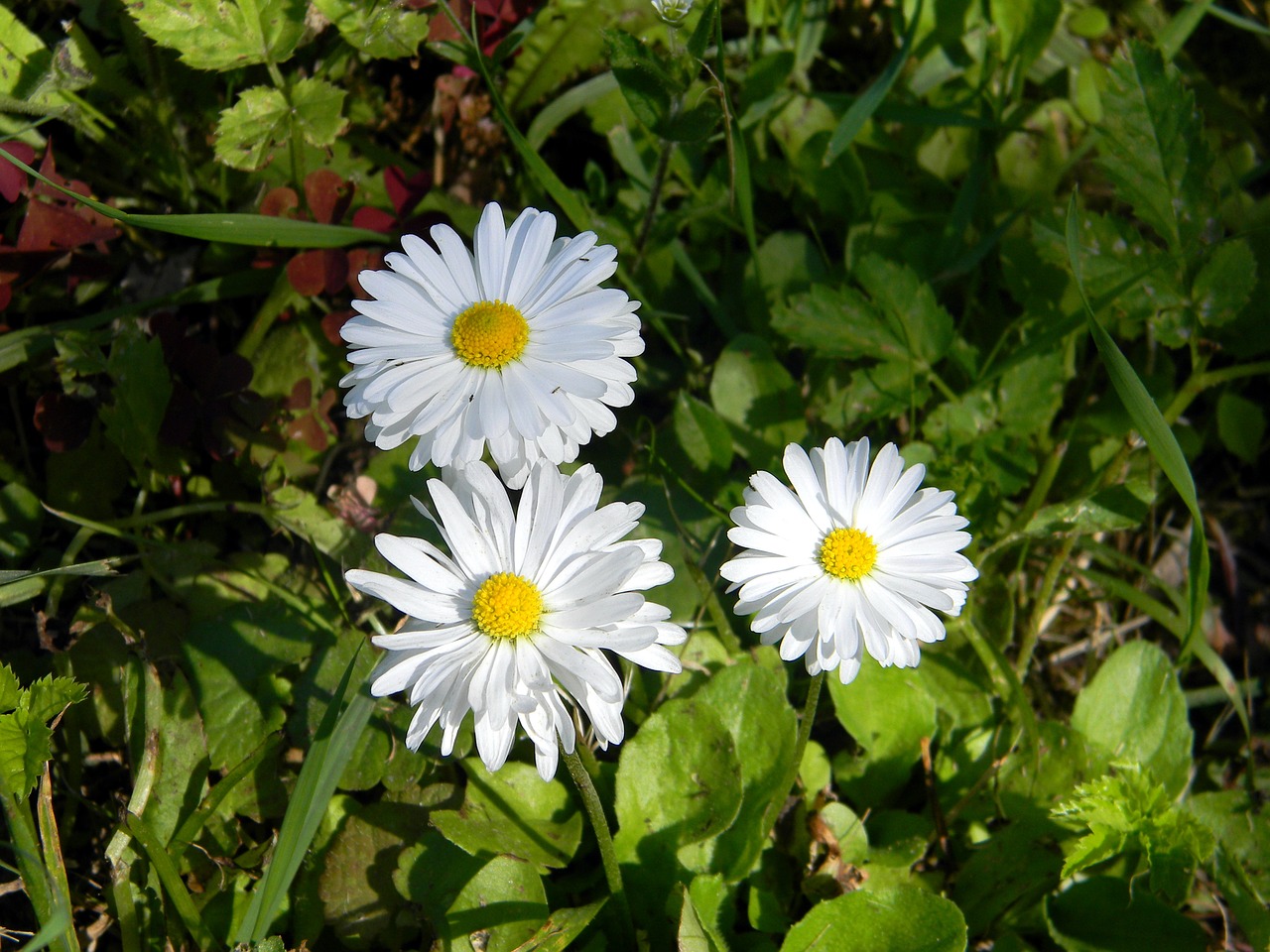 Daisy, Gėlė, Baltos Gėlės, Laukas, Ramunė, Balta, Gėlės, Vasara, Augalas, Gamta