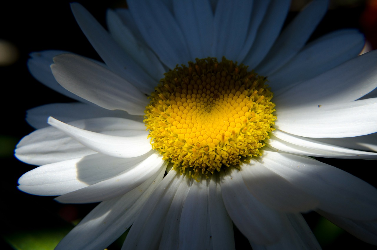 Daisy, Gėlė, Gamta, Širdis, Vasaros Gėlės, Balta, Nemokamos Nuotraukos,  Nemokama Licenzija