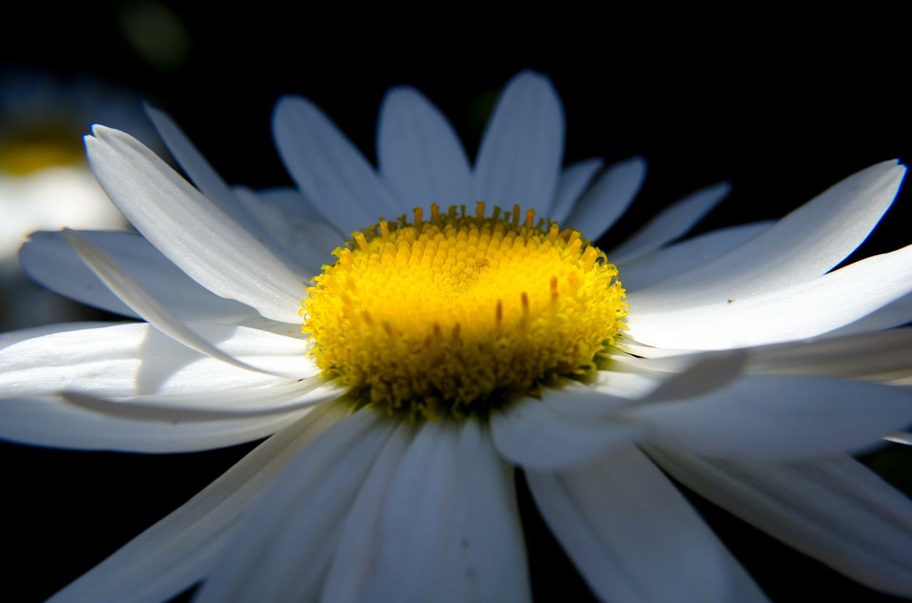 Daisy, Gėlė, Gamta, Vasaros Gėlės, Balta, Nemokamos Nuotraukos,  Nemokama Licenzija