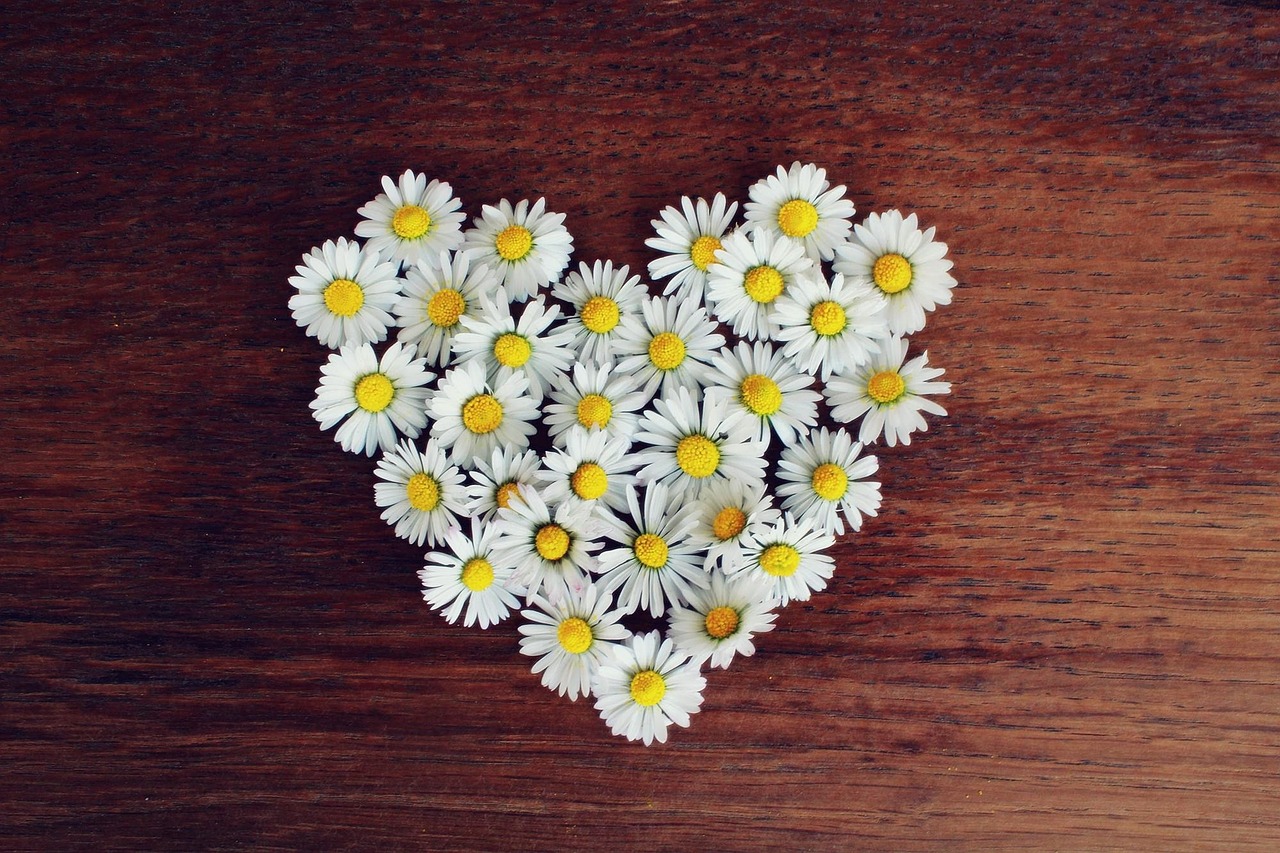 Daisy, Širdis, Gėlių Širdis, Meilė, Širdies Formos, Romantiškas, Pavasaris, Simbolis, Gėlės, Balta
