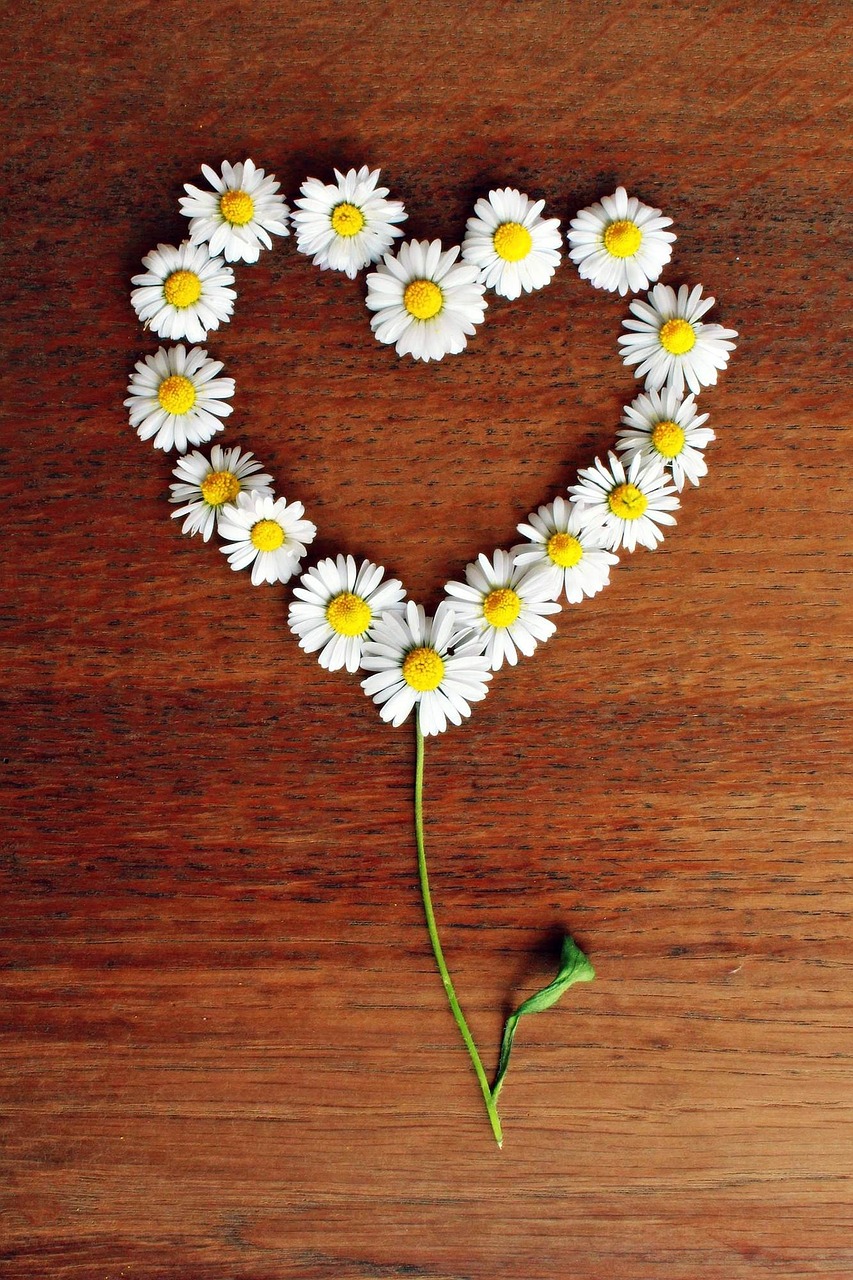 Daisy, Širdis, Gėlių Širdis, Meilė, Širdies Formos, Romantiškas, Pavasaris, Simbolis, Gėlės, Balta