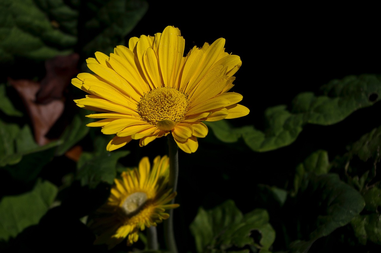 Daisy, Geltona, Makro, Gyvas, Gėlė, Gėlių, Šviesus, Vasara, Nemokamos Nuotraukos,  Nemokama Licenzija