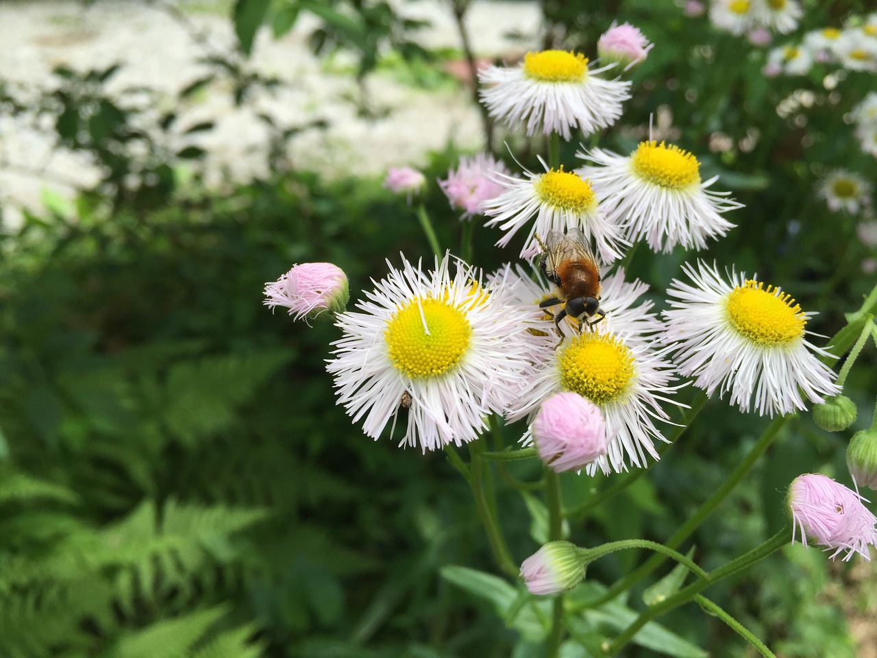 Daisy, Bičių, Papartis, Pavasaris, Gamta, Vasara, Saldus, Gyvenimas, Vabzdys, Nemokamos Nuotraukos