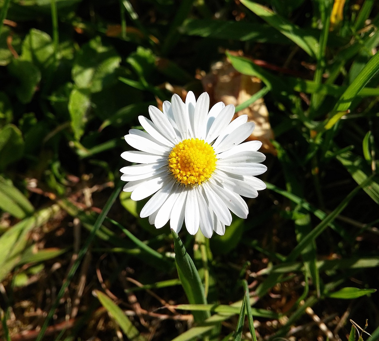 Daisy, Pieva, Žalias, Balta, Gėlės, Pavasaris, Gamta, Gėlių Pieva, Laukinės Vasaros Spalvos, Vasaros Pieva