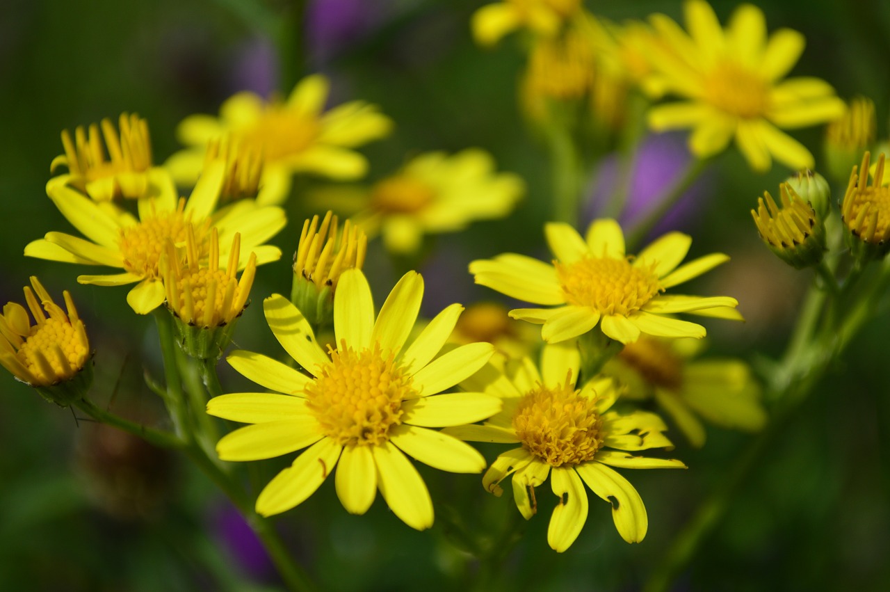 Daisy, Geltona, Gėlė, Augalas, Gėlių, Žiedas, Flora, Žydėti, Šviežias, Spalva