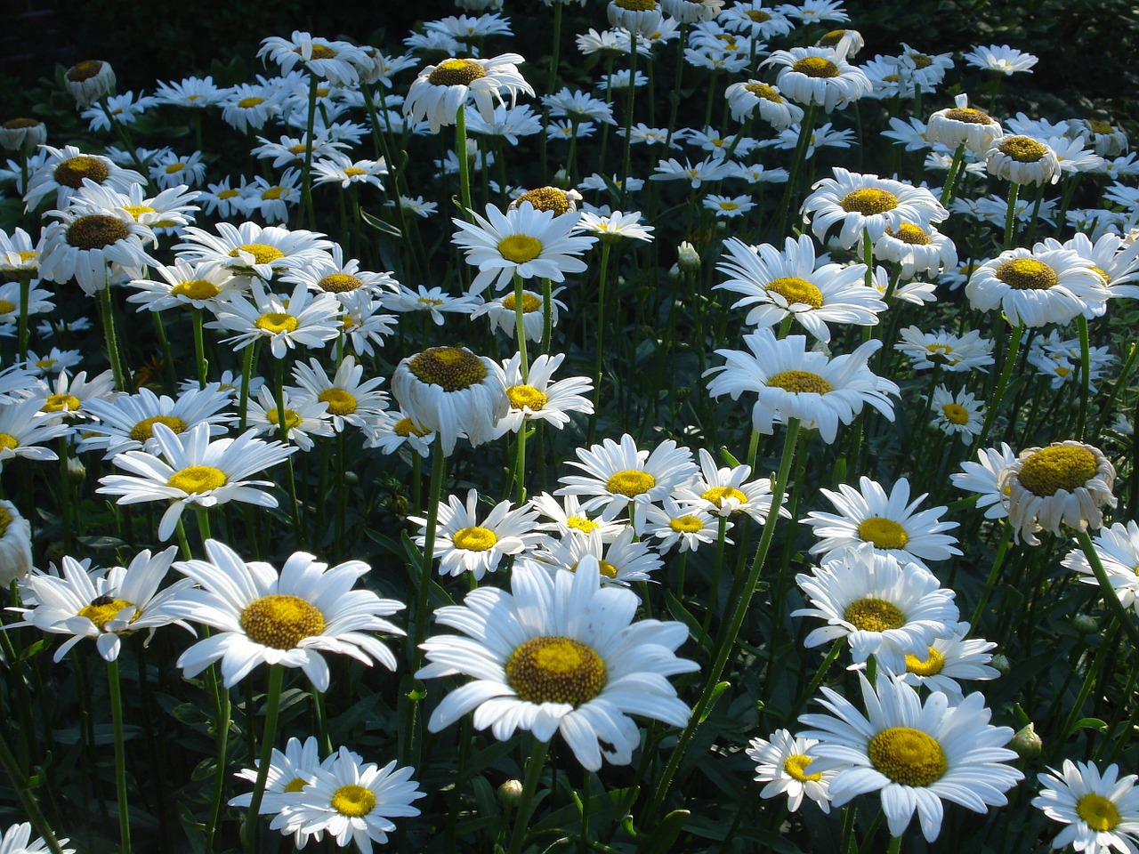 Daisy, Daug, Žydėti, Gėlė, Gamta, Vasara, Parkas, Hartfordas, Connecticut, Spalvinga