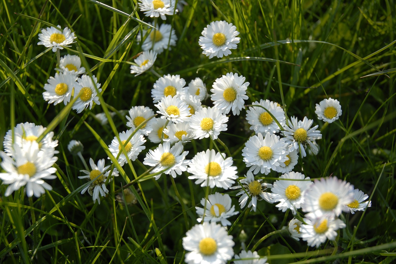 Daisy, Žiedas, Žydėti, Balta, Gėlė, Žydėti, Balta Gėlė, Skubėti, Geltona, Uždaryti