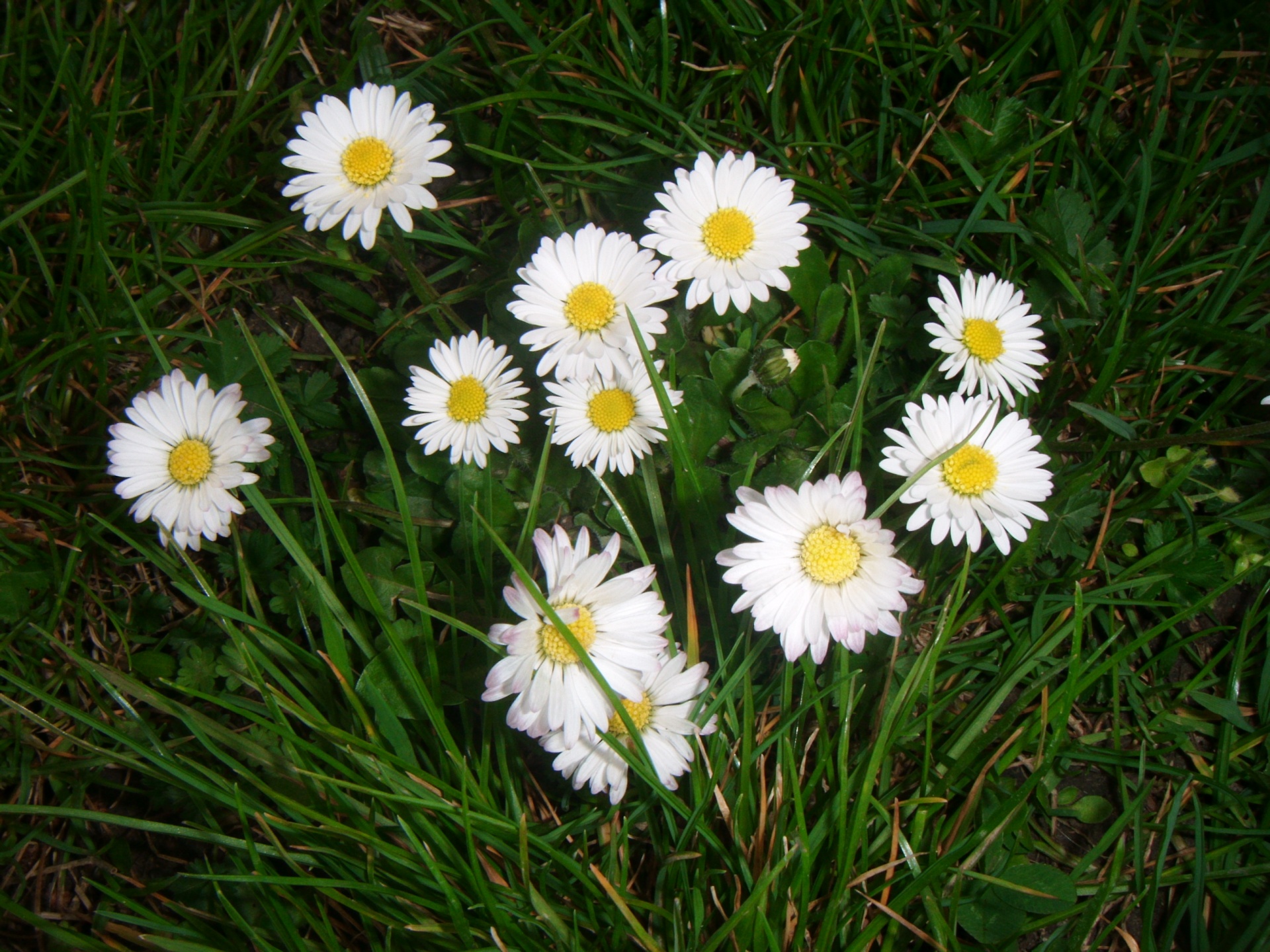 Daisy,  Gėlė,  Bellis & Nbsp,  Perennis,  Daisy, Nemokamos Nuotraukos,  Nemokama Licenzija