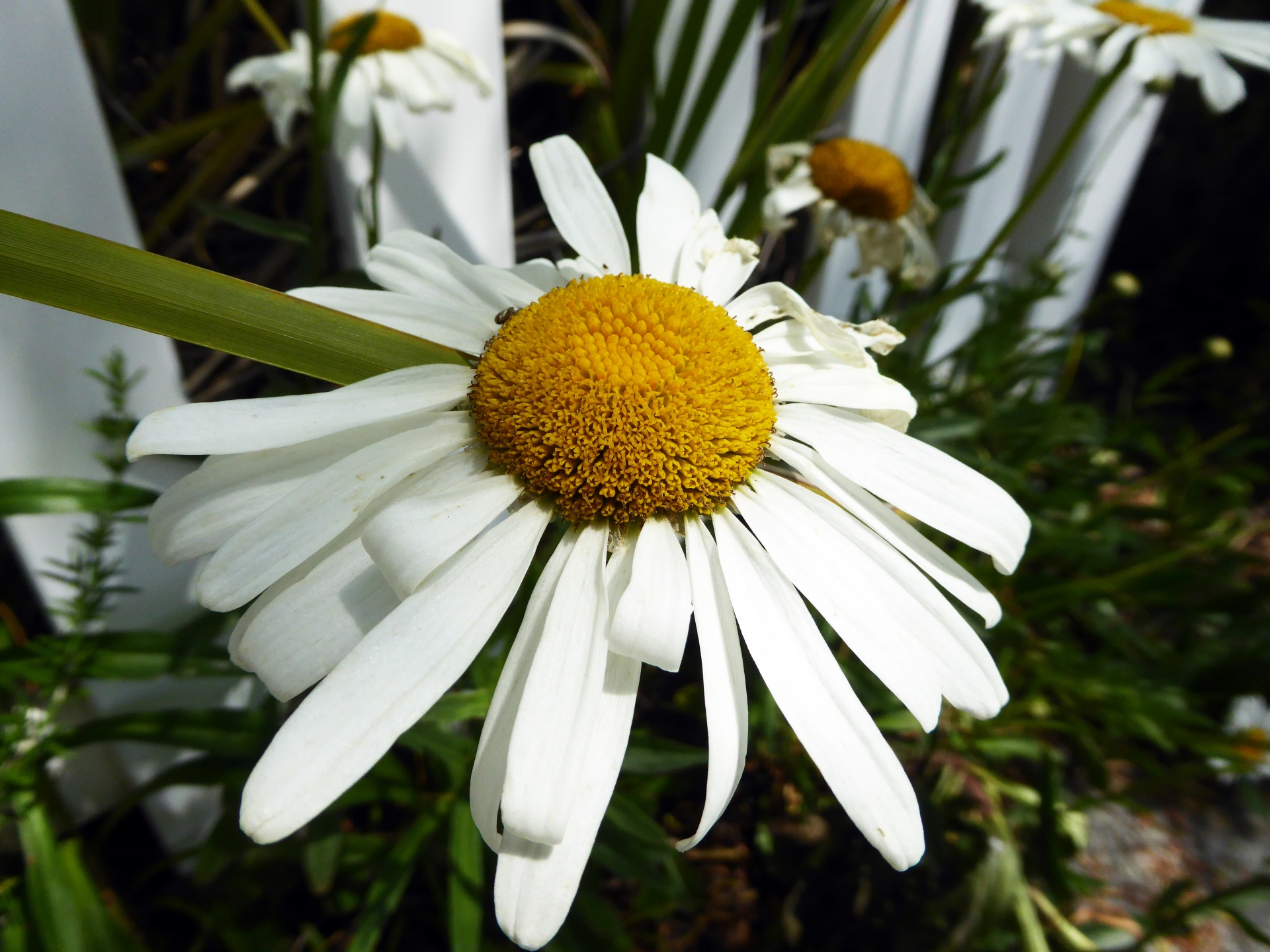 Daisy,  Gėlė,  Klaida,  Vabzdys,  Gėlės,  Pavasaris,  Rozės,  Daisy, Nemokamos Nuotraukos,  Nemokama Licenzija