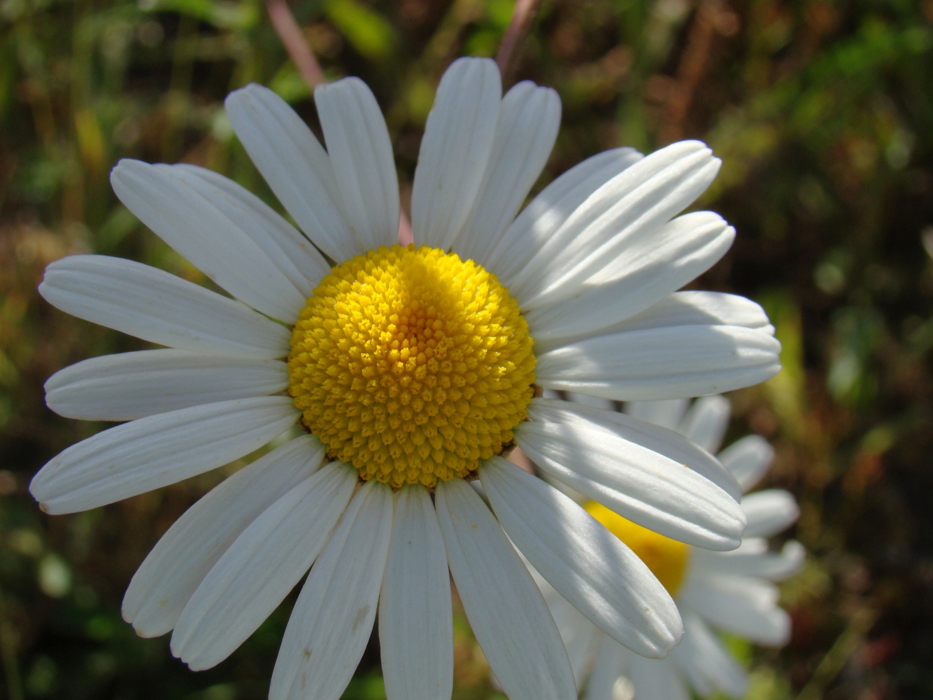 Daisy,  Gėlė,  Gėlių,  Gamta,  Saulės Šviesa,  Pavasaris,  Airija,  Daisy, Nemokamos Nuotraukos,  Nemokama Licenzija