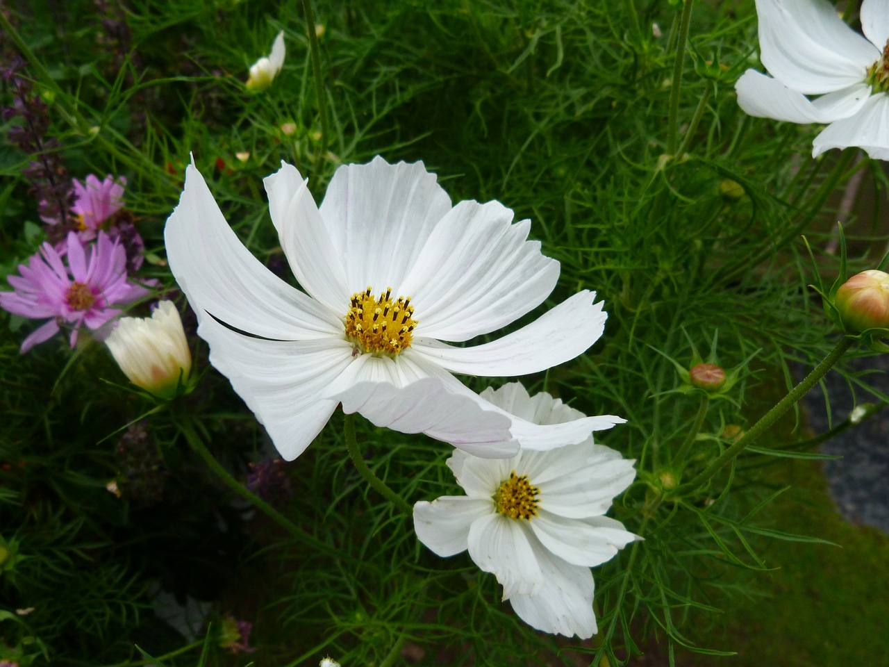 Daisy, Gėlė, Žydėti, Pavasaris, Žiedas, Pieva, Šviesus, Gėlių, Sodas, Žiedlapis