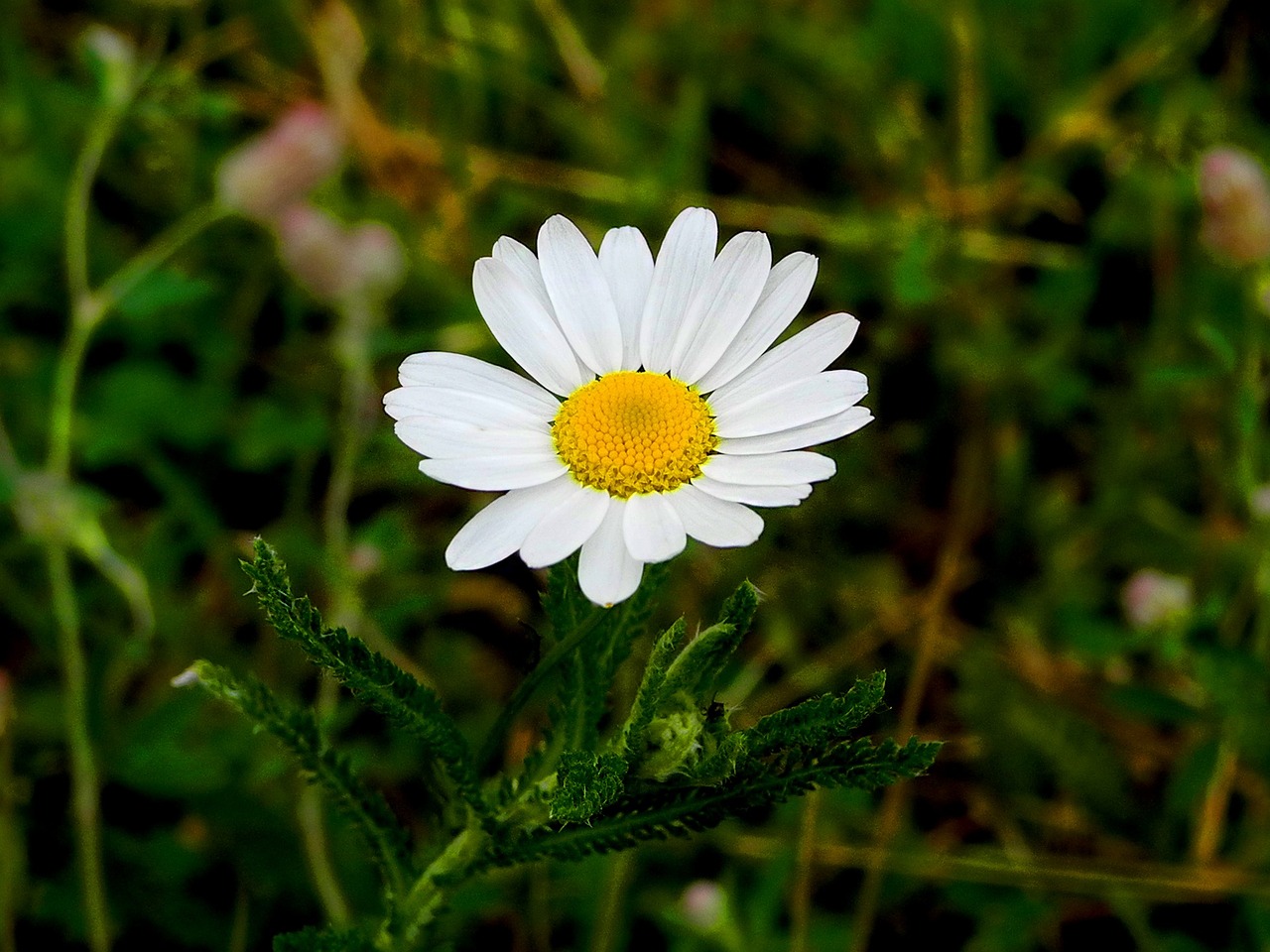 Daisy, Pieva, Gėlė, Augalas, Natūralus, Žolė, Nemokamos Nuotraukos,  Nemokama Licenzija