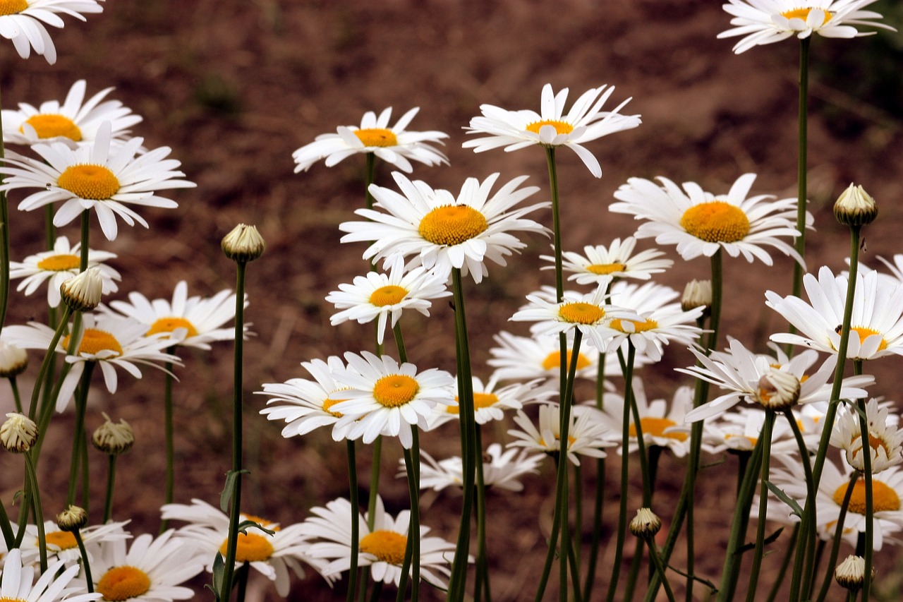 Daisy, Gėlė, Balta, Augalas, Gamta, Nemokamos Nuotraukos,  Nemokama Licenzija