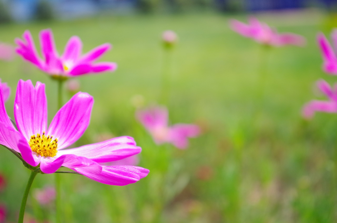 Daisy, Purpurinės Gėlės, Visatos Augalas, Žalias, Laukas, Ganyklos, Nemokamos Nuotraukos,  Nemokama Licenzija