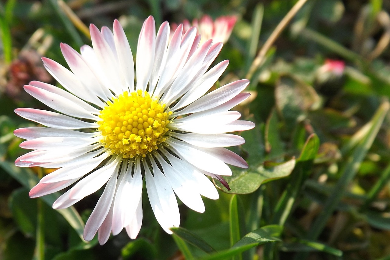 Daisy, Pieva, Gamta, Gėlių Pieva, Nemokamos Nuotraukos,  Nemokama Licenzija