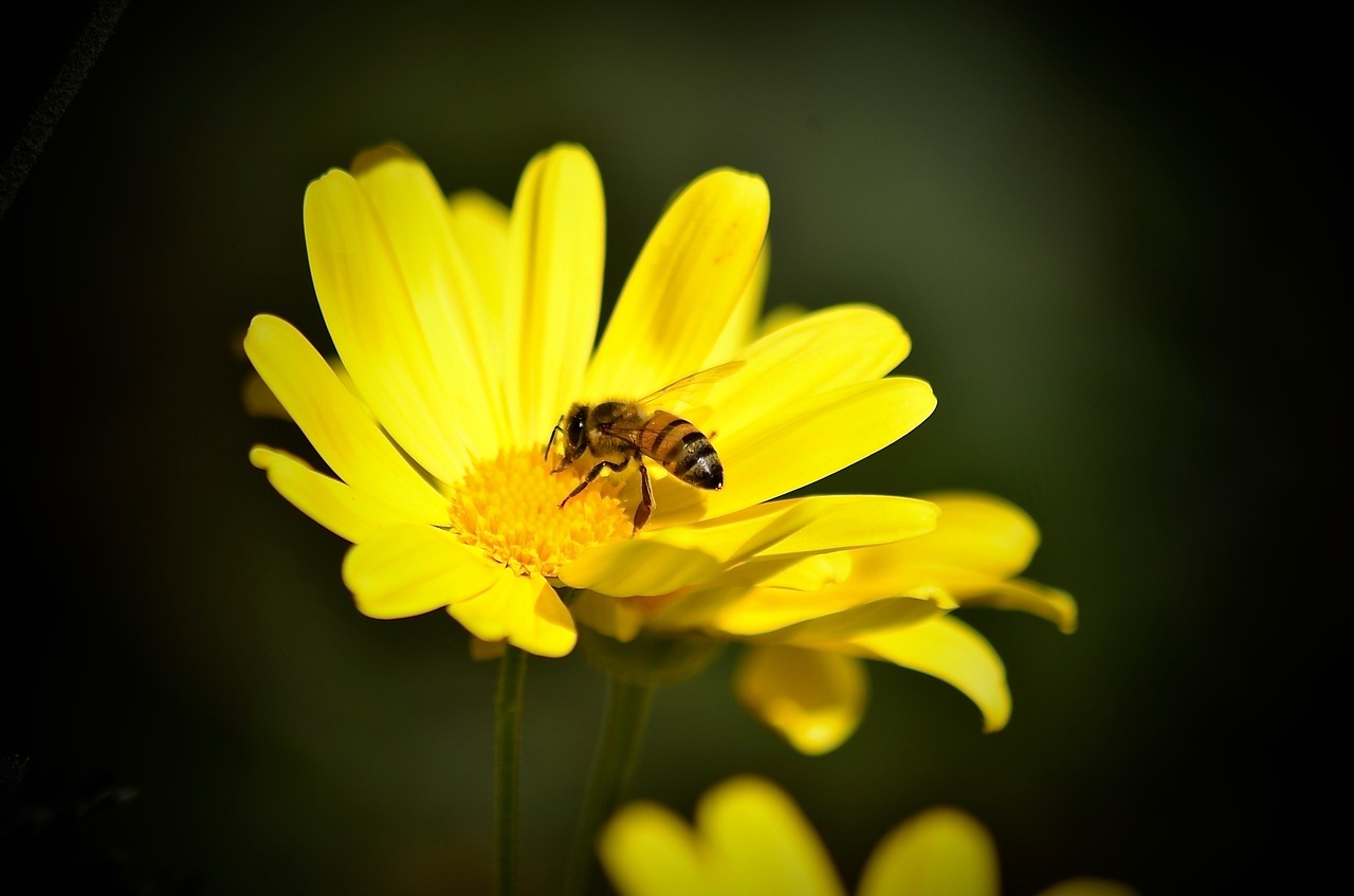 Daisy, Bičių, Geltona, Gražus, Gėlė, Pavasaris, Gamta, Gėlių, Vasara, Nemokamos Nuotraukos