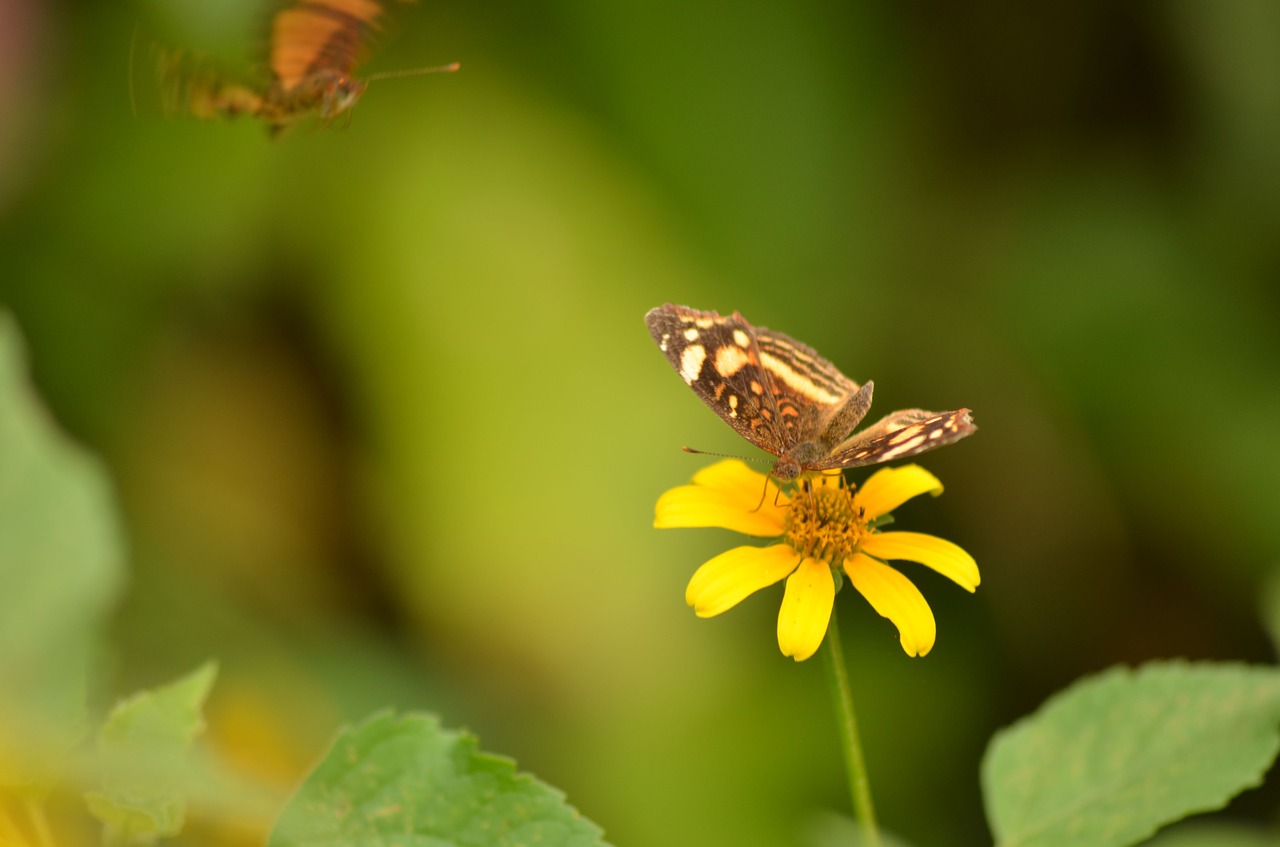 Daisy, Drugelis, Lepidopteran, Pavasaris, Sodas, Gamta, Geltona Gėlė, Augalai, Geltona, Spalvos