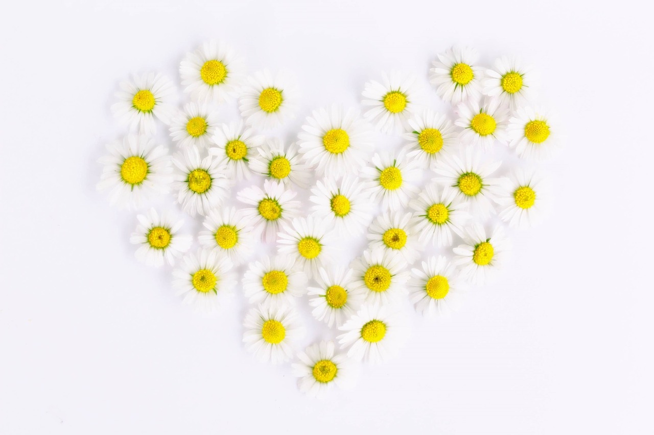 Daisy, Širdis, Gėlių Širdis, Meilė, Širdies Formos, Romantiškas, Uždaryti, Pavasaris, Simbolis, Gėlės