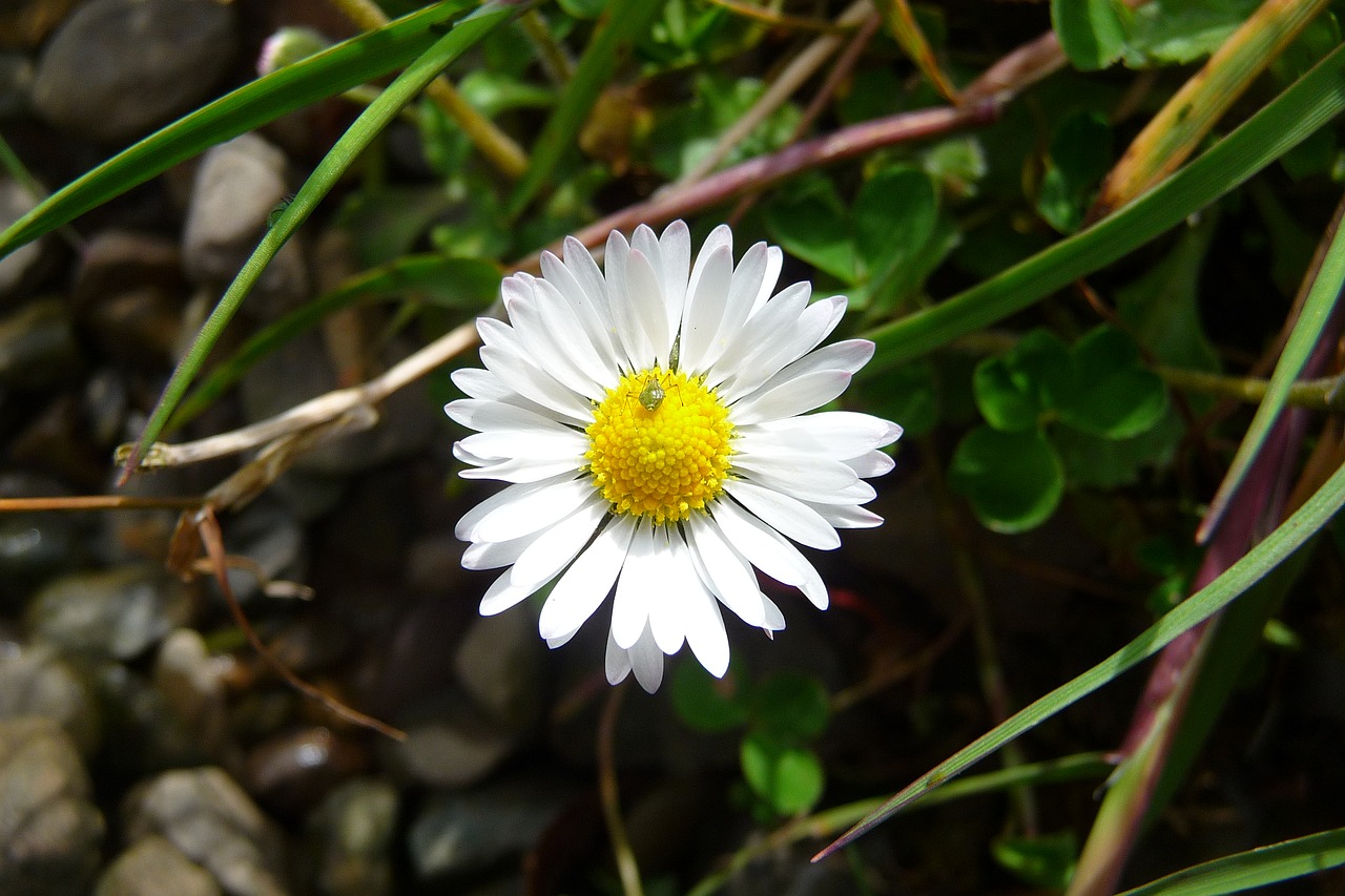 Daisy, Klaida, Airija, Nemokamos Nuotraukos,  Nemokama Licenzija