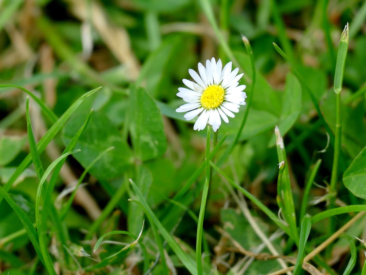 Daisy, Gėlė, Uždaryti, Balta, Žolė, Žąsų Gėlė, Gamta, Augalas, Žolėje, Pavasaris