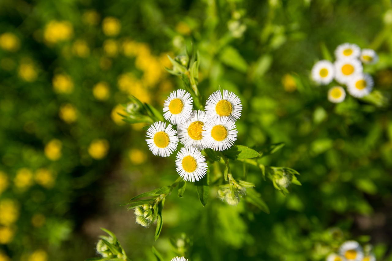 Daisy, Gėlė, Balta Gėlė, Chrizantema, Nemokamos Nuotraukos,  Nemokama Licenzija