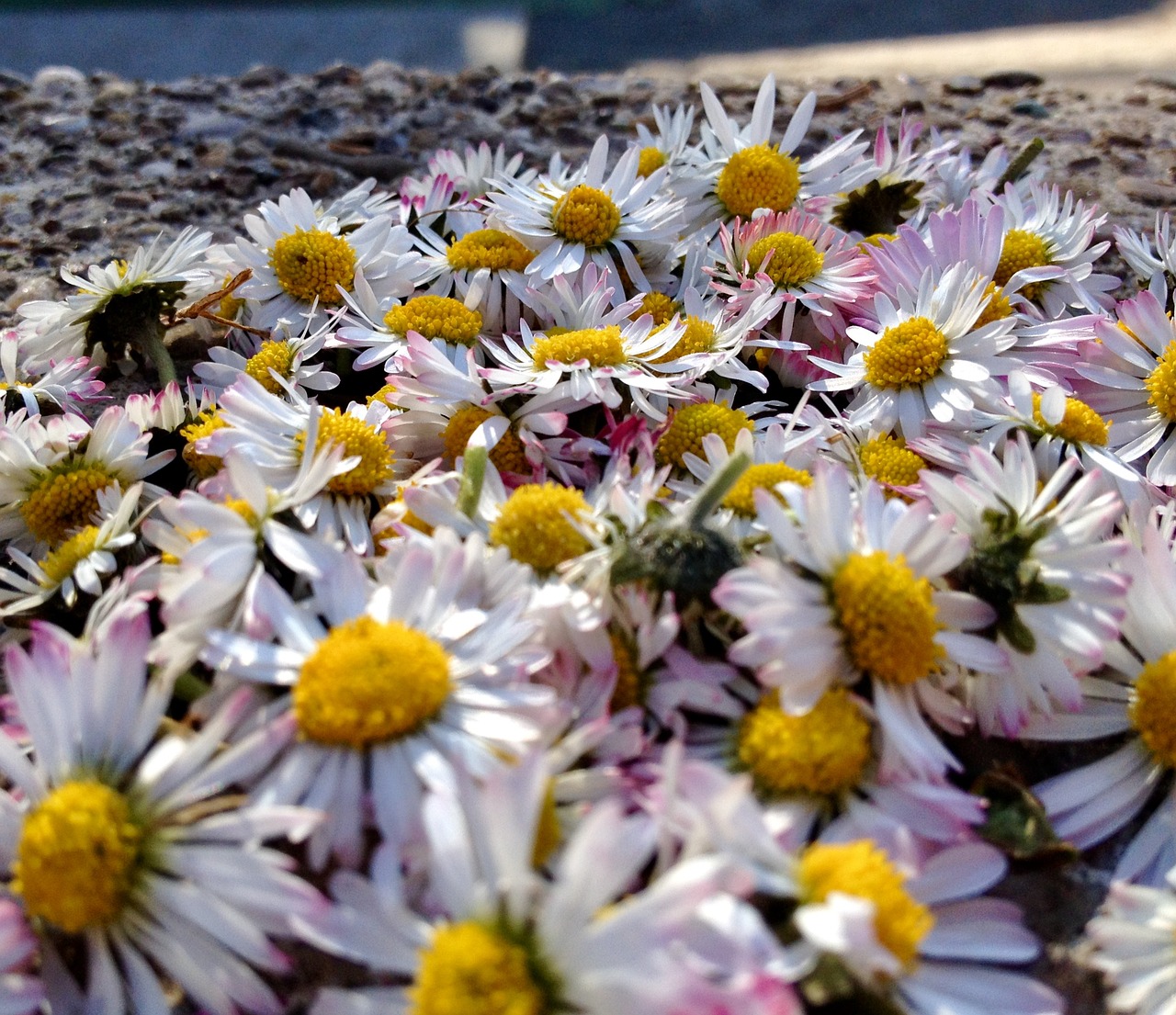 Daisy, Gėlės, Gamta, Pieva, Pavasaris, Balta, Augalas, Nemokamos Nuotraukos,  Nemokama Licenzija