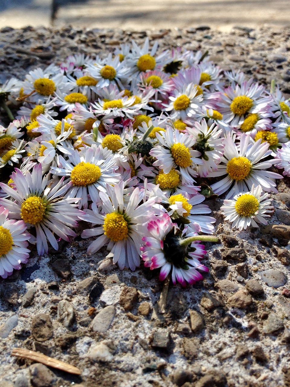 Daisy, Gėlės, Gamta, Pieva, Pavasaris, Balta, Augalas, Nemokamos Nuotraukos,  Nemokama Licenzija