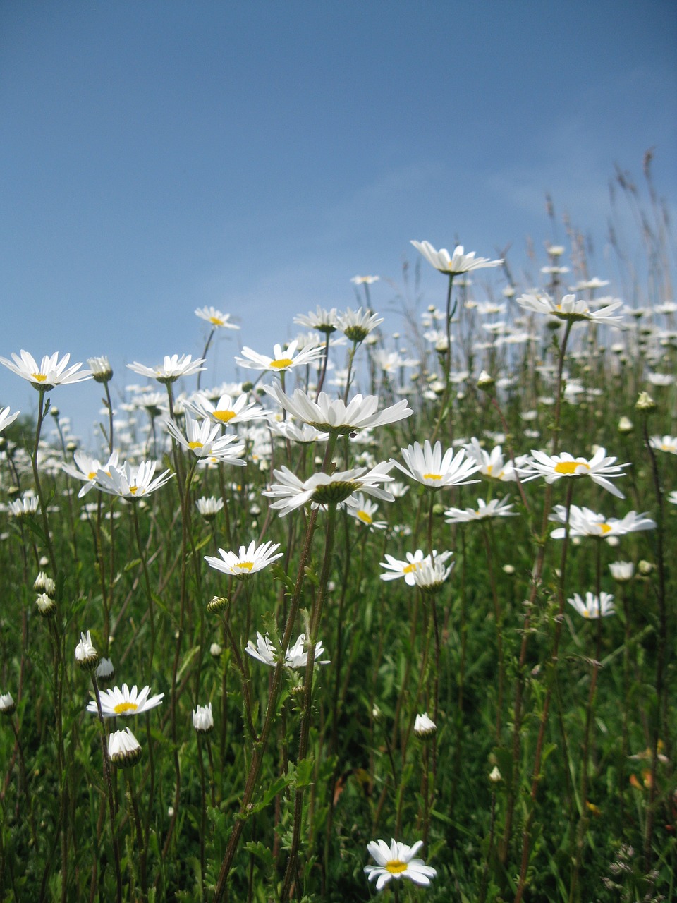 Daisy, Laukas, Vasara, Gamta, Gėlė, Žolė, Žalias, Pieva, Pavasaris, Balta