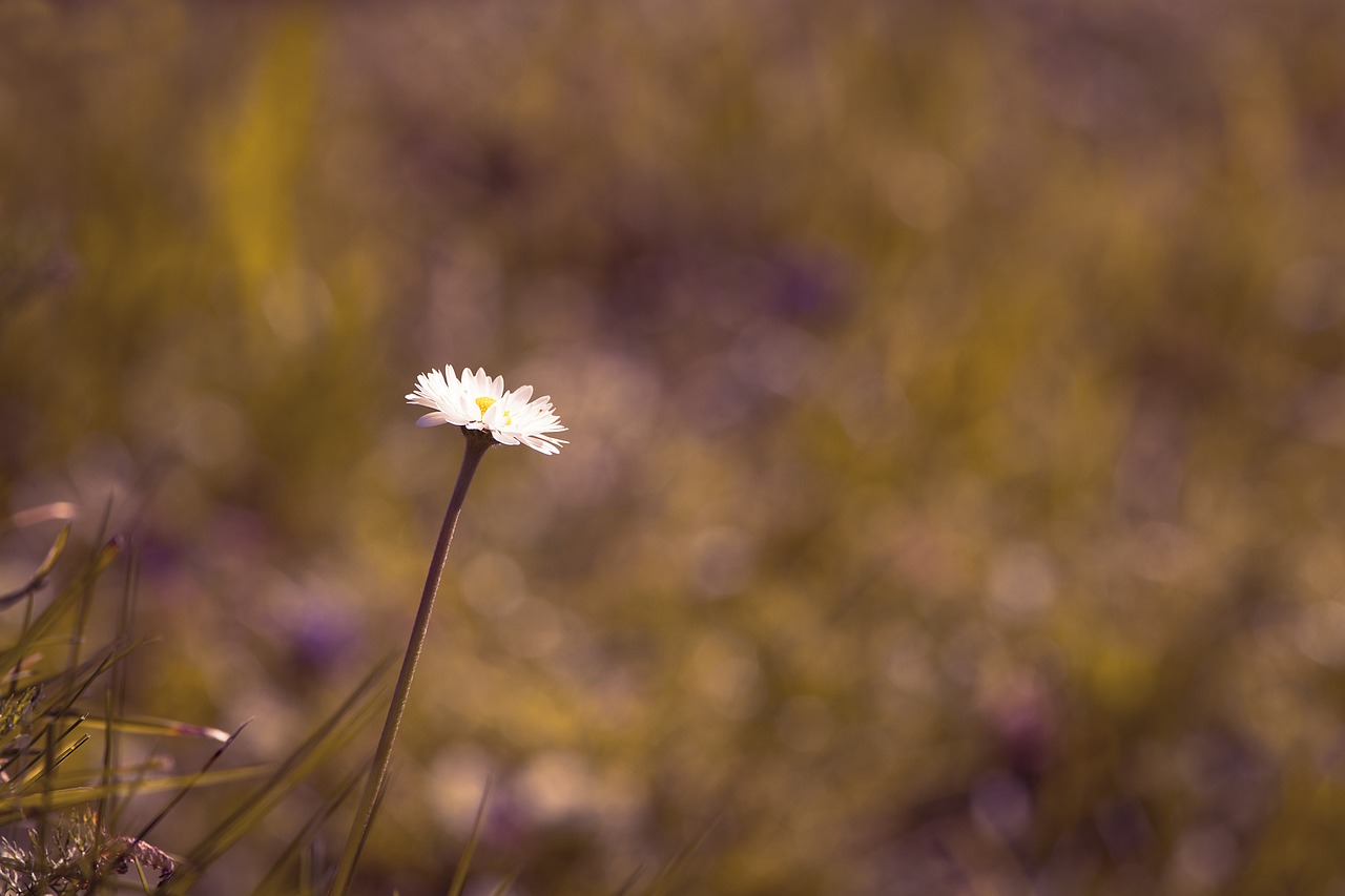 Daisy, Gėlė, Aštraus Gėlė, Atskirai, Gamta, Pieva, Uždaryti, Vasara, Nemokamos Nuotraukos,  Nemokama Licenzija