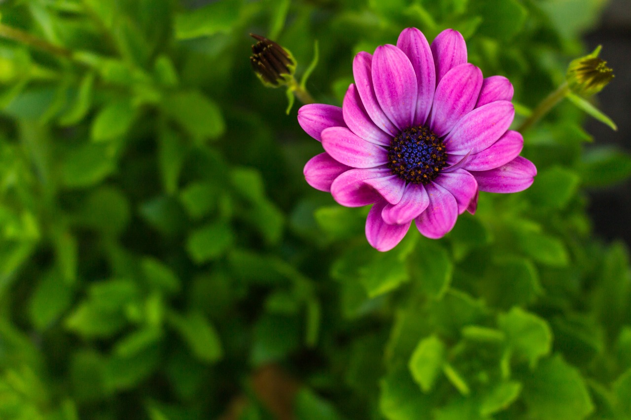 Daisy, African Daisy, Makro, Gėlė, Violetinė, Žalias, Gamta, Augalas, Nemokamos Nuotraukos,  Nemokama Licenzija