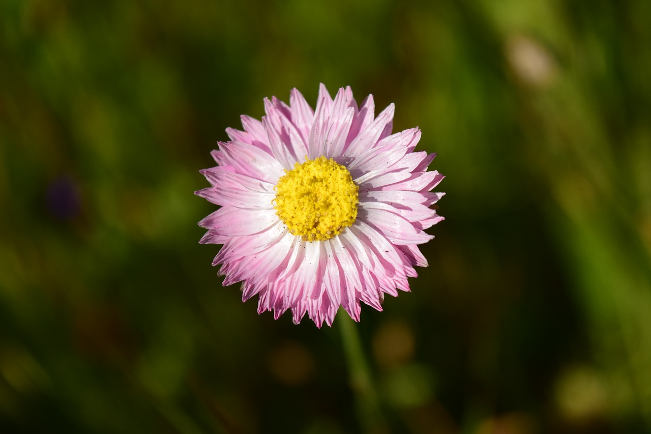 Daisy, Uždaryti, Aštraus Gėlė, Gėlė, Žiedas, Žydėti, Gamta, Pieva, Augalas, Vasara