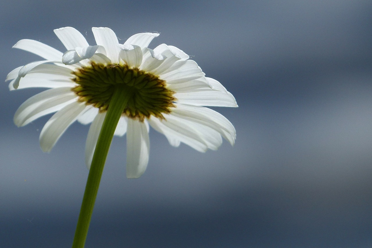 Daisy, Gėlė, Laukinė Gėlė, Pieva, Iš Arti, Gamta, Flora, Fauna, Nemokamos Nuotraukos,  Nemokama Licenzija