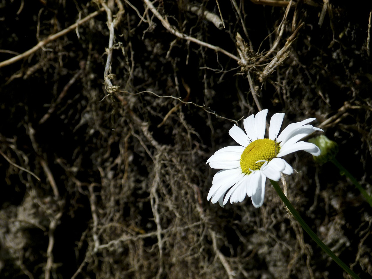 Daisy, Gėlė, Laukinė Gėlė, Pieva, Iš Arti, Gamta, Flora, Fauna, Nemokamos Nuotraukos,  Nemokama Licenzija