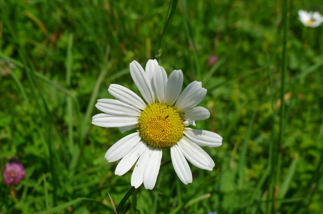 Daisy, Gėlė, Žiedlapiai, Balta, Geltona, Gamta, Žiedas, Pavasaris, Vasara, Nemokamos Nuotraukos