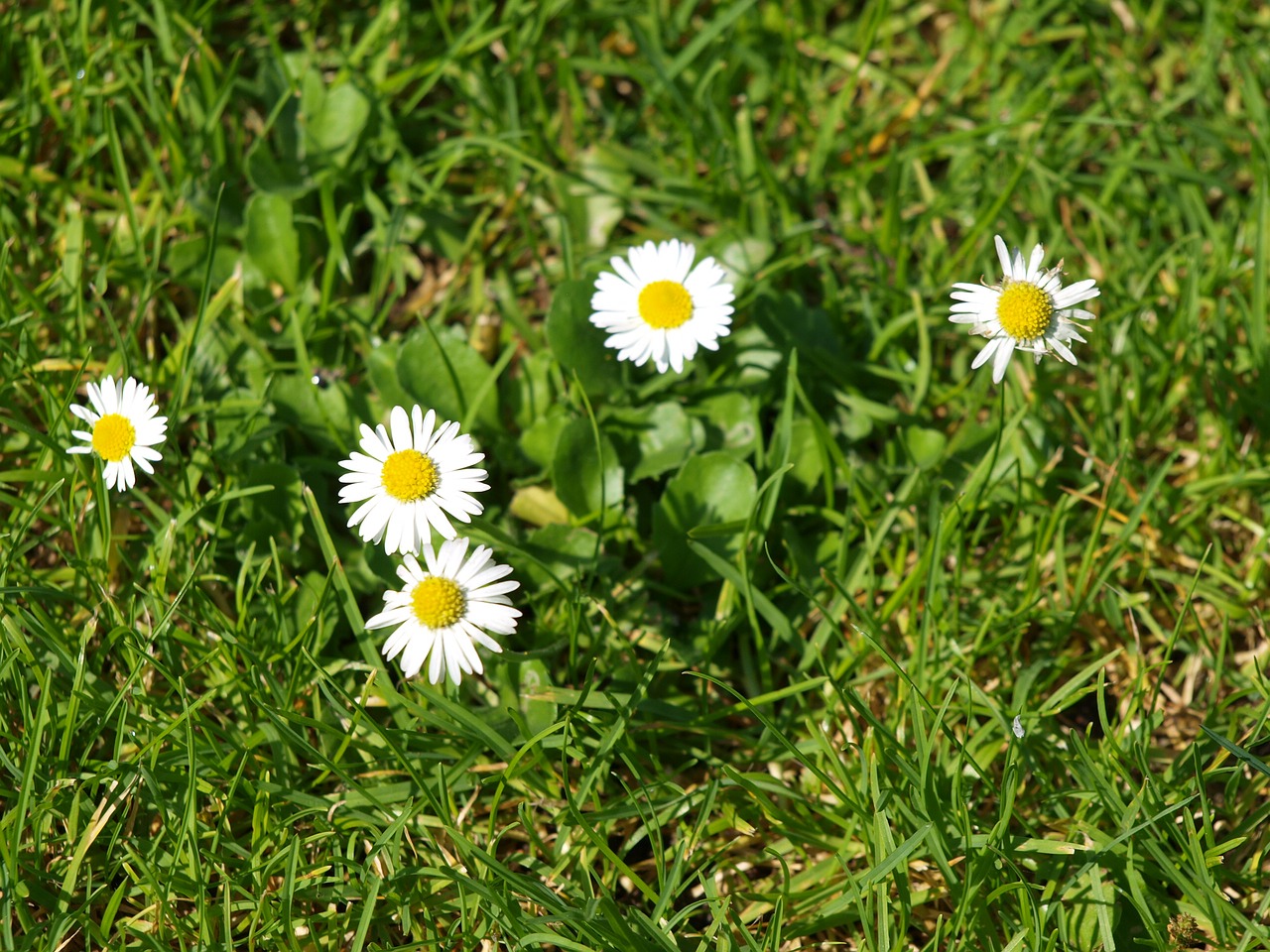 Daisy, Pieva, Sodas, Gėlių Pieva, Laukinės Vasaros Spalvos, Balta, Gėlės, Skubėti, Nemokamos Nuotraukos,  Nemokama Licenzija