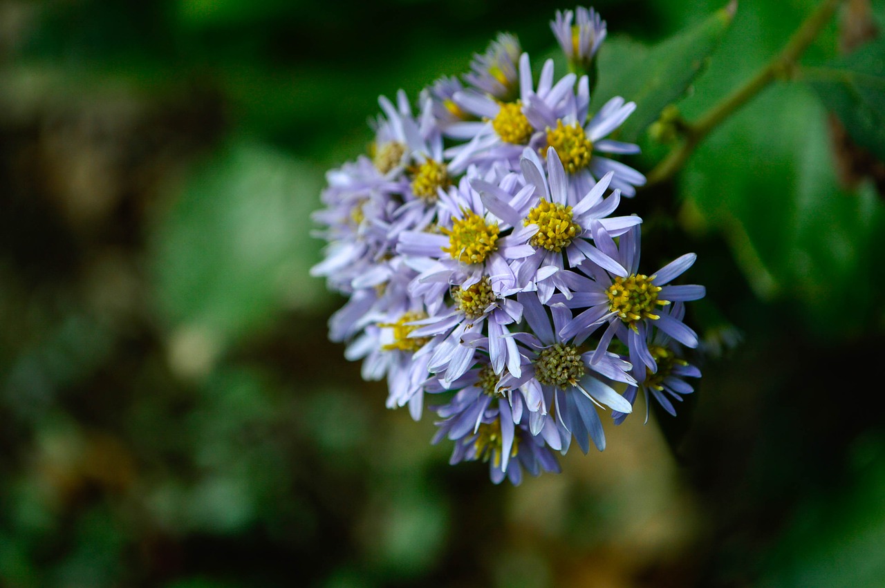 Daisy, Ruduo, Gėlės, Mėlynas, Žiedlapis, Nemokamos Nuotraukos,  Nemokama Licenzija