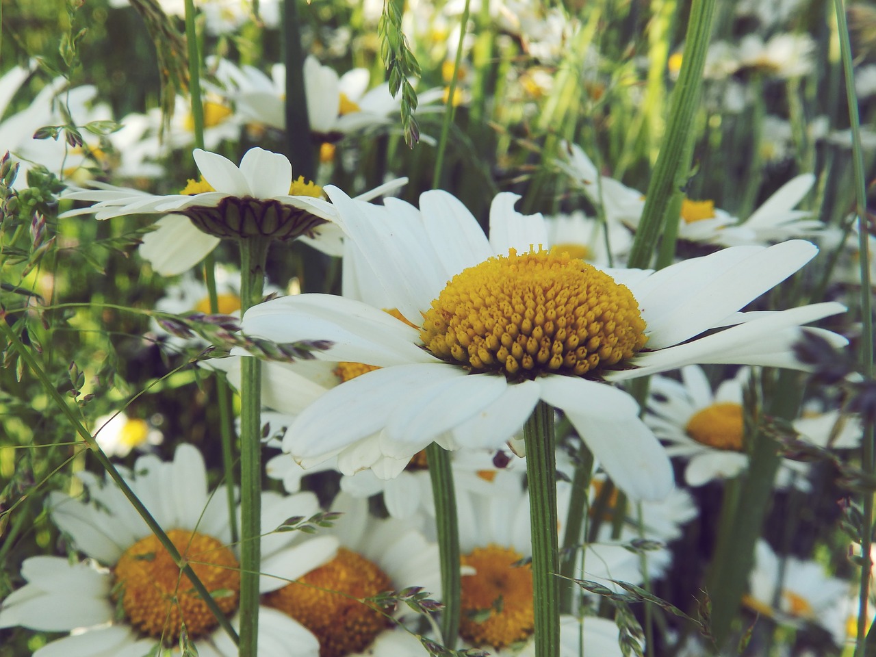 Daisy, Gamta, Žolė, Gėlė, Vasara, Balta, Pavasaris, Raktažodžiai Fotomontáž, Geltona, Gėlės