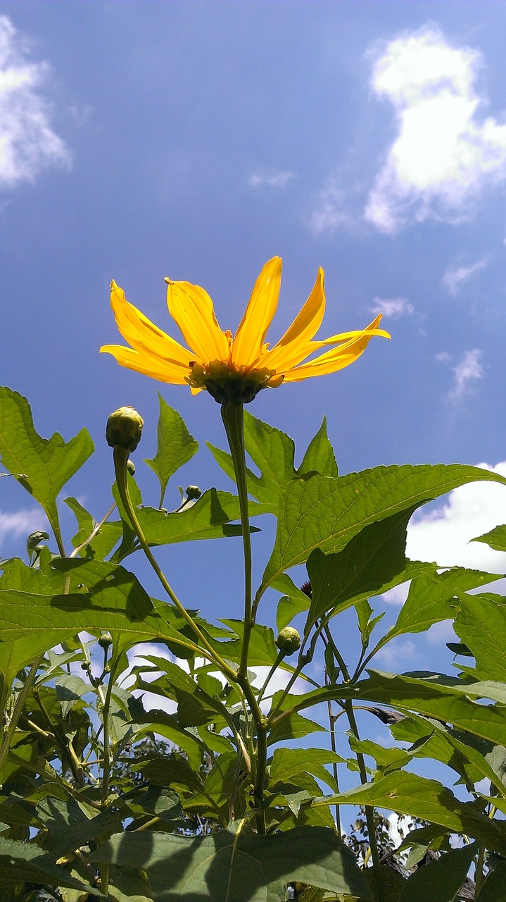 Daisy, Geltona, Gamta, Dangus, Nemokamos Nuotraukos,  Nemokama Licenzija