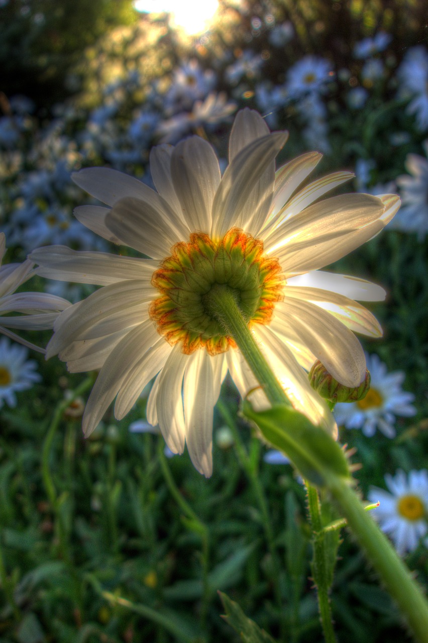 Daisy, Gėlė, Sodas, Žydėti, Žiedas, Apšvietimas, Sodininkystė, Vasara, Saulėtas, Nemokamos Nuotraukos