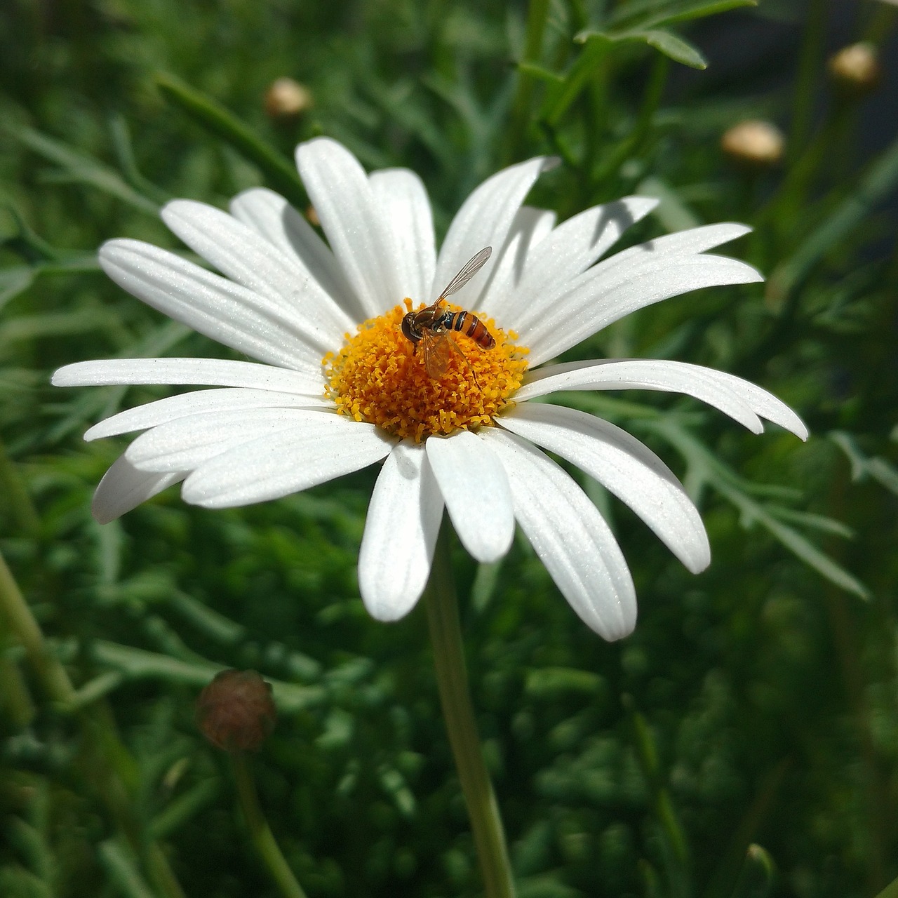 Daisy, Gėlė, Nektaras, Pavasaris, Bičių, Gamta, Nemokamos Nuotraukos,  Nemokama Licenzija