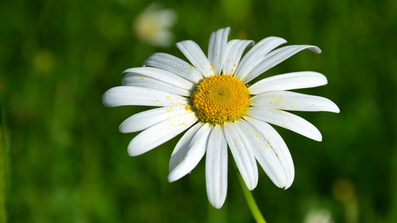 Daisy, Gėlė, Vasara, Gamta, Sodas, Žiedas, Žydėti, Balti Žiedlapiai, Nemokamos Nuotraukos,  Nemokama Licenzija