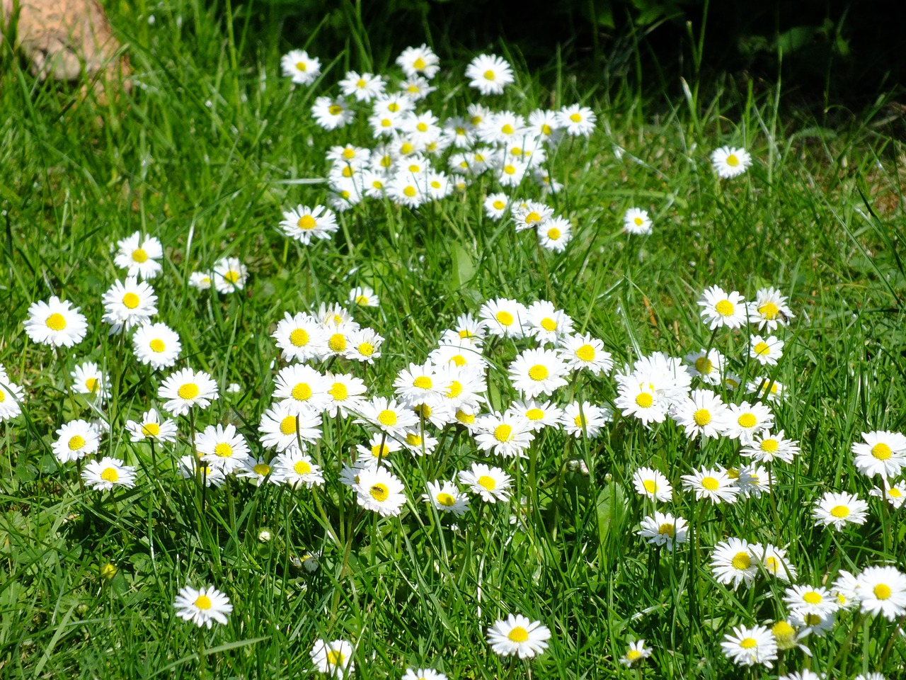 Daisy, Pieva, Pavasaris, Gėlių Pieva, Nemokamos Nuotraukos,  Nemokama Licenzija