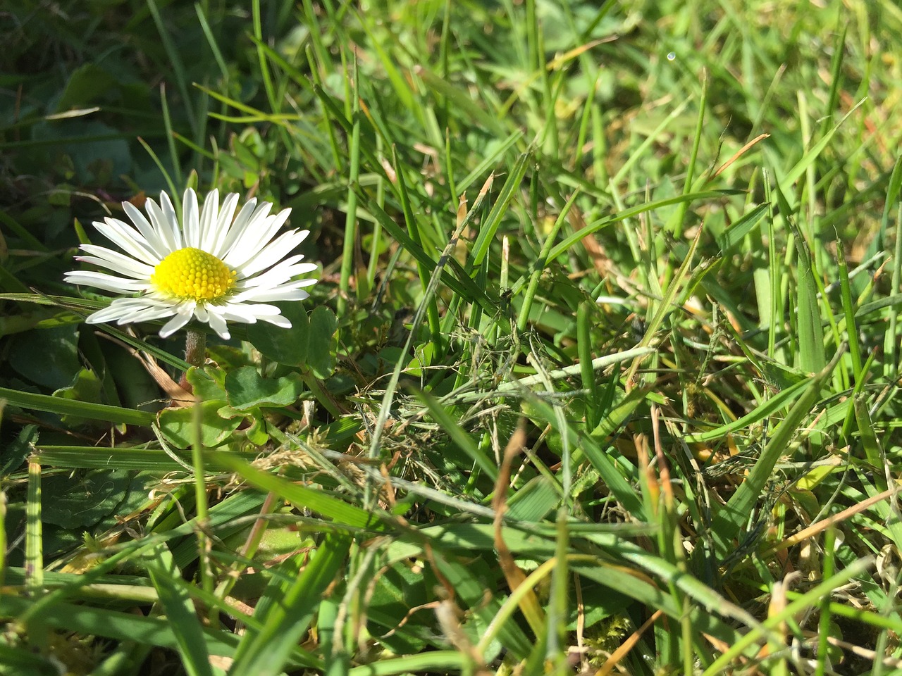 Daisy, Žolė, Pieva, Pavasaris, Gėlė, Veja, Laukas, Sodas, Gamta, Vasara