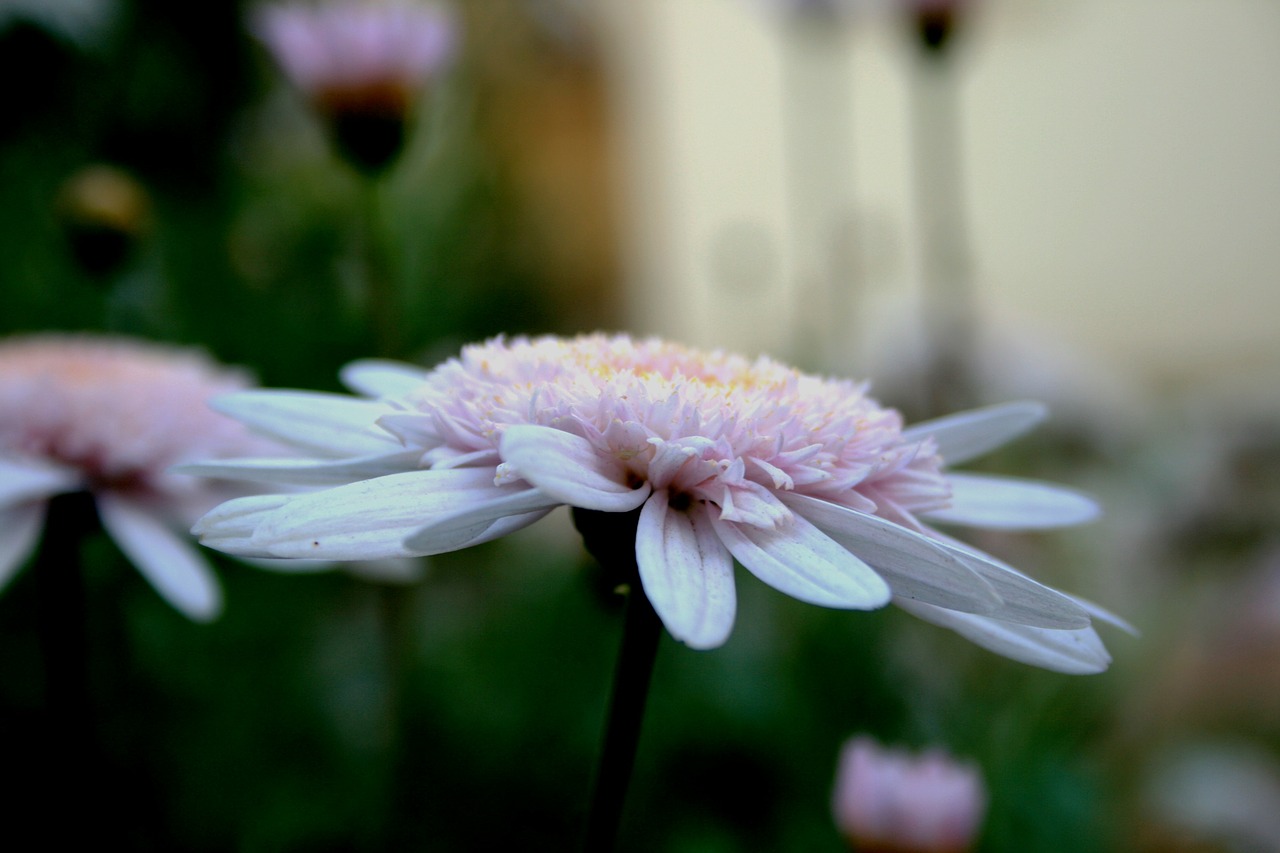 Daisy, Gėlė, Žydėti, Rožinis, Vertikaliai, Atviras, Butas, Skanėsto, Subtilus, Žiedlapiai