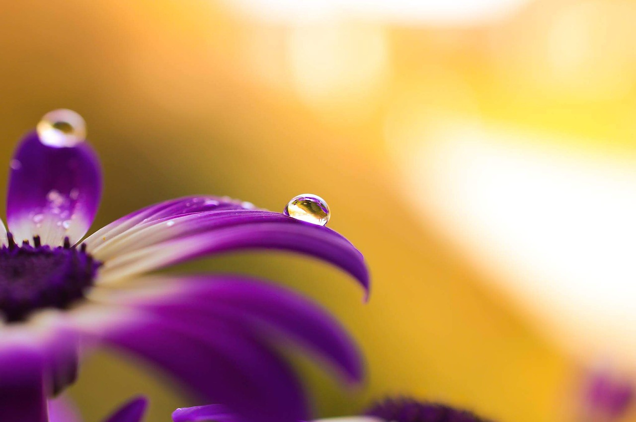 Daisy, Afrikos, Lašai, Gėlės, Violetinė, Žiedlapiai, Gamta, Vasara, Makro, Nemokamos Nuotraukos