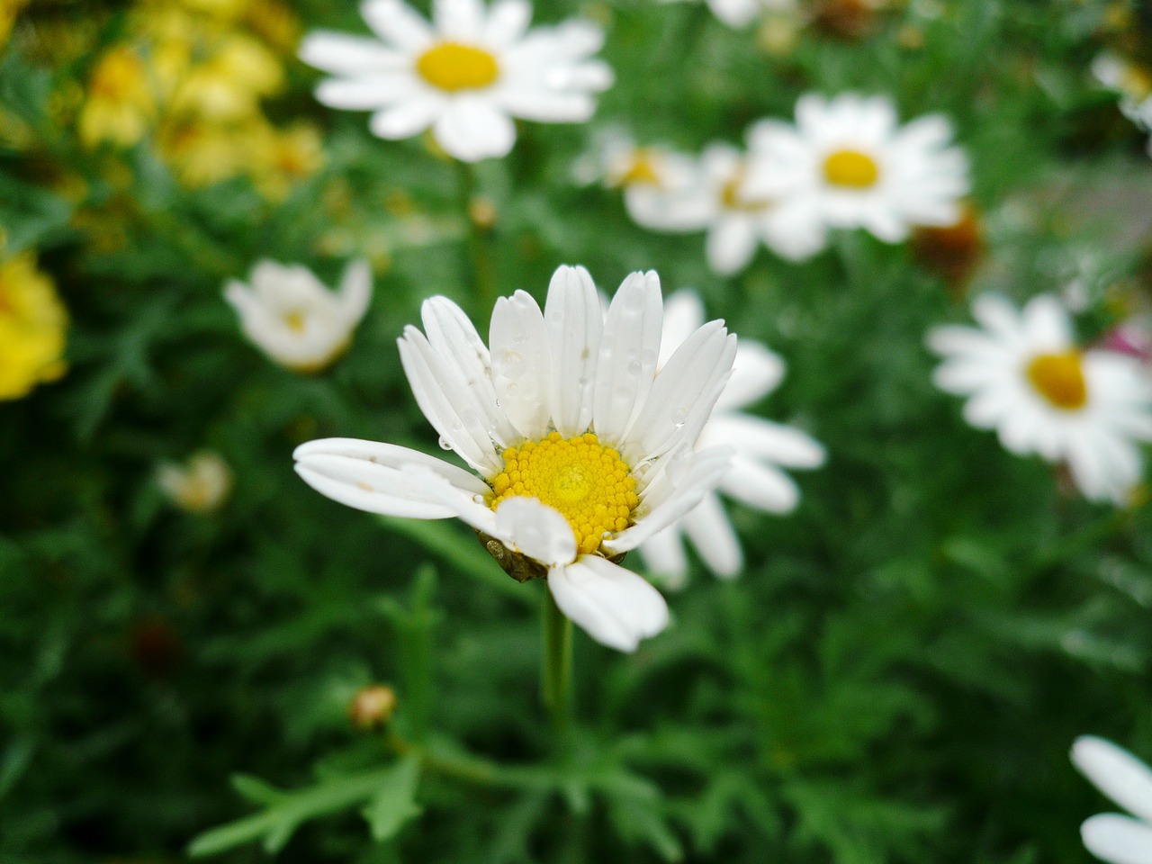 Daisy, Makro, Gėlė, Pievos Gėlė, Nemokamos Nuotraukos,  Nemokama Licenzija