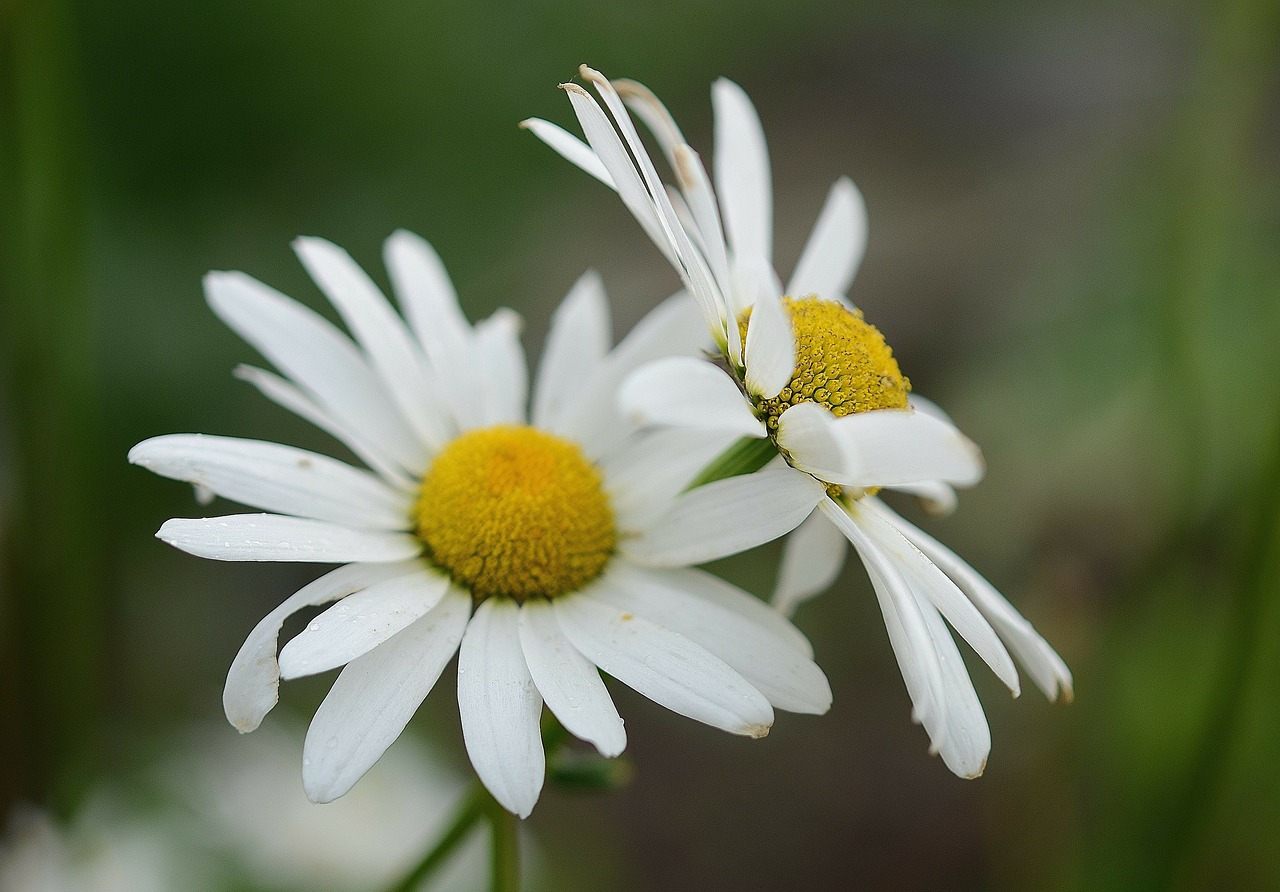 Daisy, Lapai, Gamta, Sodas, Makro, Išsamiai, Augalai, Gražus, Augalas, Vasara