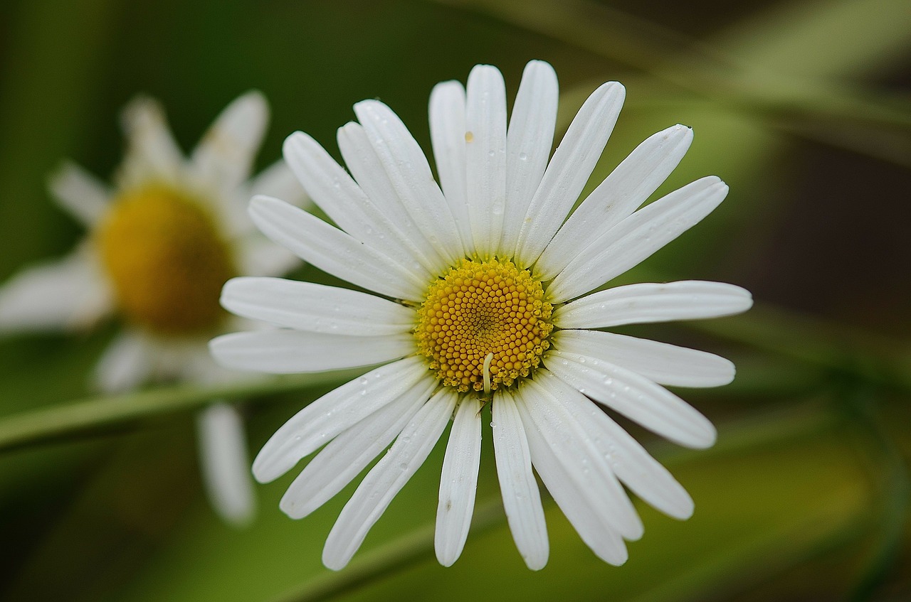 Daisy, Lapai, Gamta, Sodas, Makro, Išsamiai, Augalai, Gražus, Augalas, Vasara