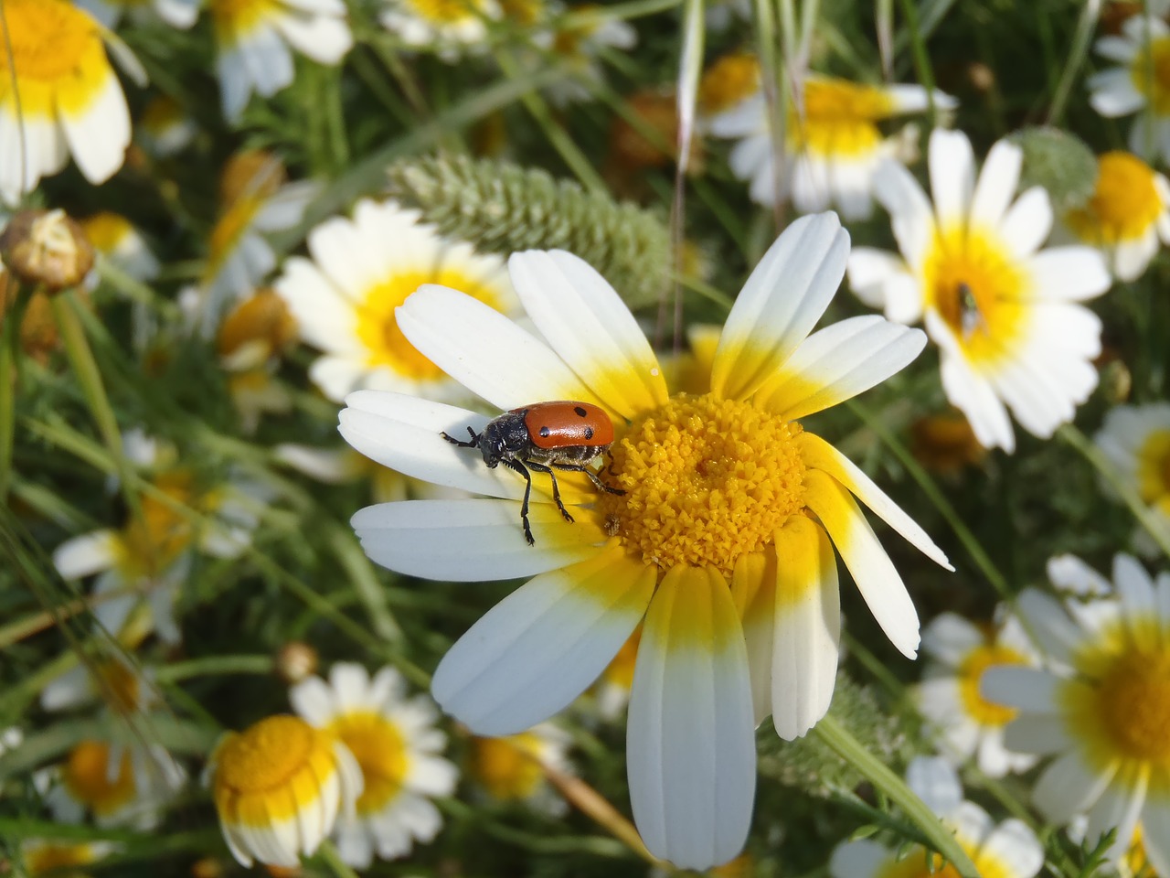 Daisy, Boružė, Gėlės, Vabzdys, Gamta, Geltonos Gėlės, Nemokamos Nuotraukos,  Nemokama Licenzija