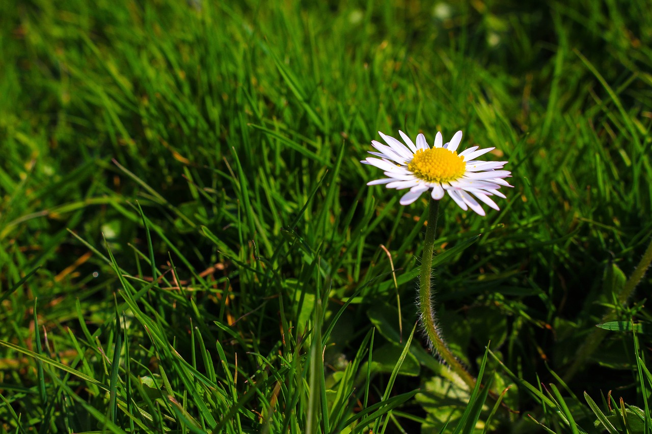 Daisy, Gėlė, Pieva, Žolė, Uždaryti, Pavasaris, Augalas, Sodas, Gamta, Aštraus Gėlė